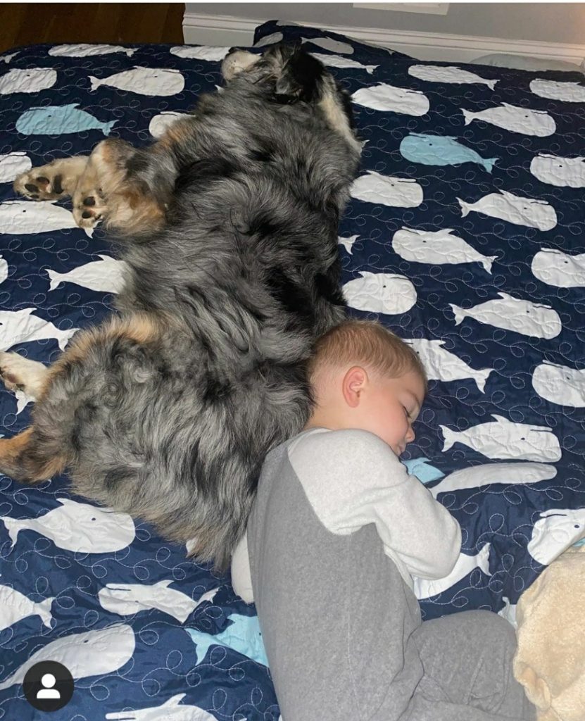 Australian Shepherd with baby on bed