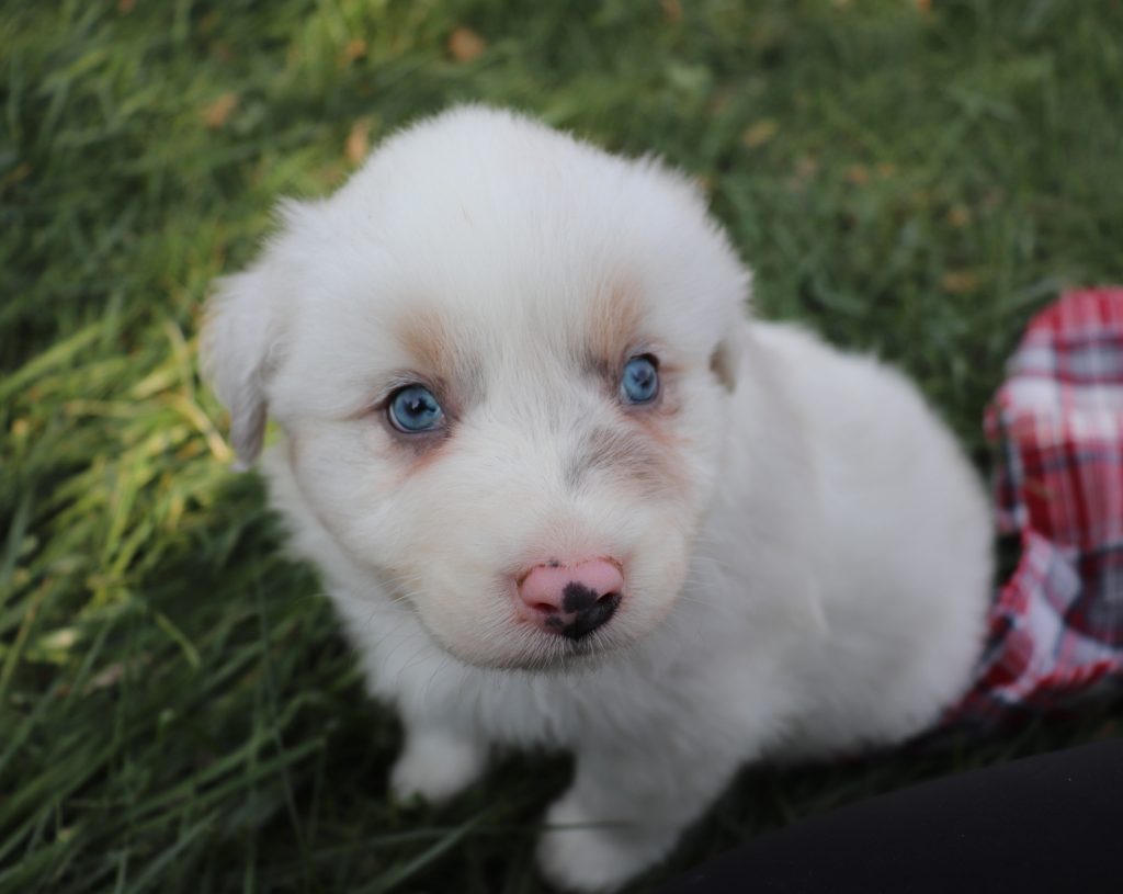dilute aussie pup